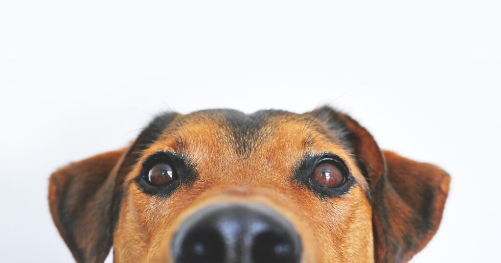 dog, view, cute, animal portrait, eyes, snout, head, loyalty, shepherd dog, animal, hybrid, mixed breed dog, appenzell mountain dog, dog eyes, brown eyes, face, portrait, nose, brown, pet, domestic animal