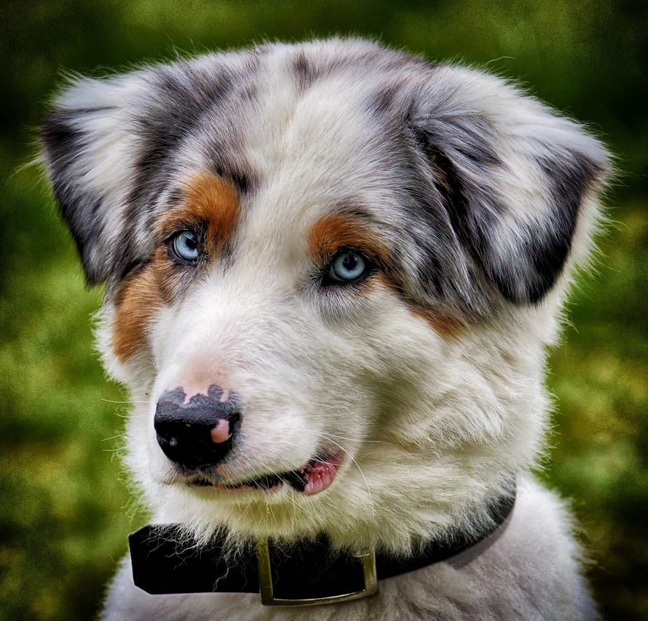 dog, young, to play, playful, cute, playing dog, romp, pet, animal, young dog, domestic animal